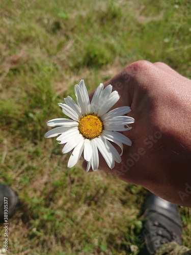 daisy in hands