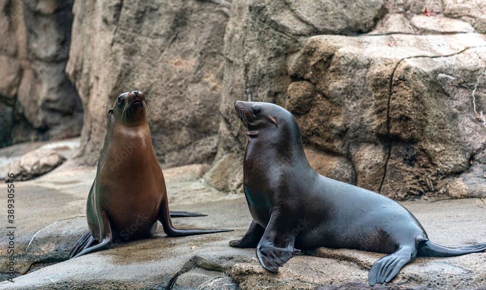 Obraz premium Earth Tones on a Pair of Sea Lions on Rocks