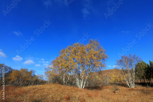 Birch forest in hot spring park of Keshiketeng World Geopark, Inner Mongolia