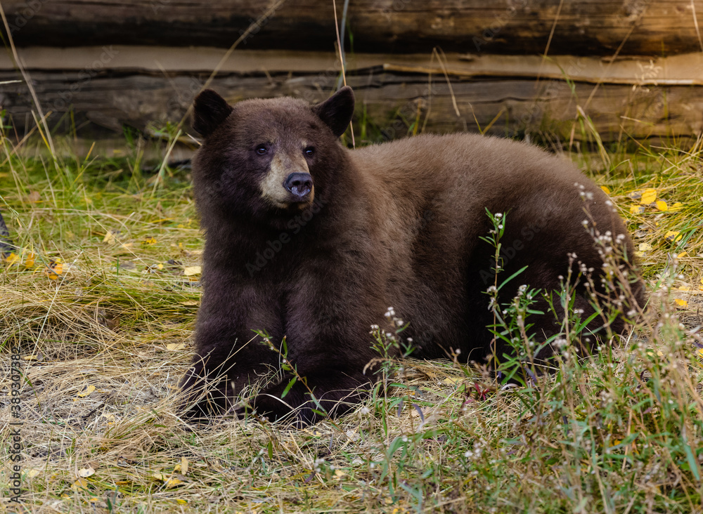 Grizzly bears out for early morning food search. Grizzly bears out for early morning food search.
