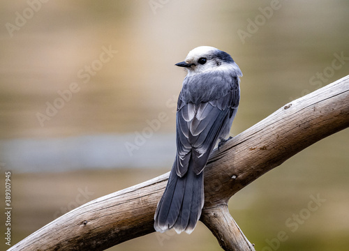 Canada Jay sitting on a branch by the river. 
Grey Jay sitting on a branch by the river.