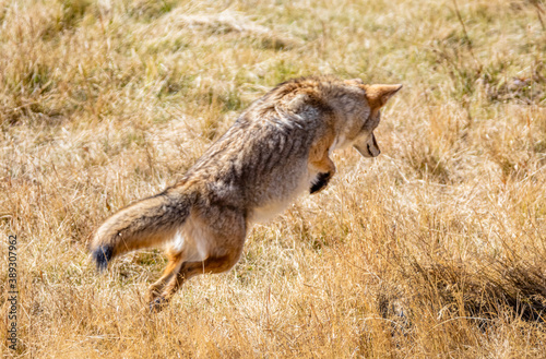 Coyote hunting and jumping for food in wilderness. 