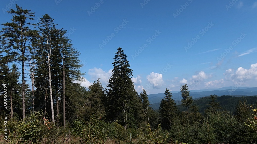 Glade surrounded by pine and spruce trees on top of Javorniky mountains, borderline between Slovakia and Czech Republic, during sunny summer afternoon, clear blue skies with scattered clouds. 