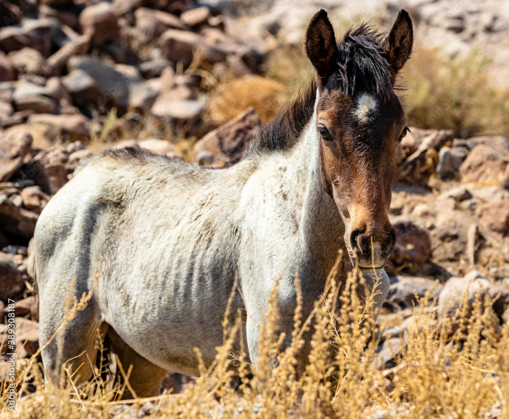 A beautiful little wild mustang colt enjoying the sun. 