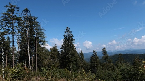 Glade surrounded by pine and spruce trees on top of Javorniky mountains, borderline between Slovakia and Czech Republic, during sunny summer afternoon, clear blue skies with scattered clouds. 