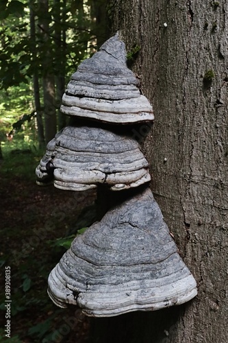 Three hats of Tinder Fungus parasitic fungal pathogen, latin name Fomes fomentarius,  growing from beech tree trunk. photo