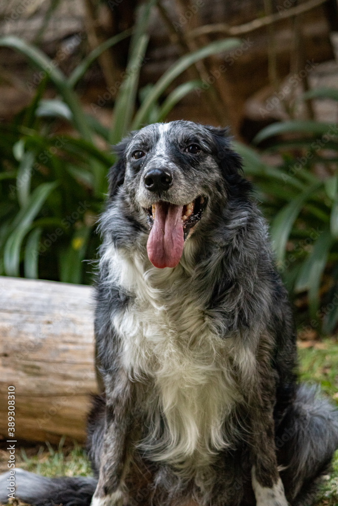 black and white dog black and white dog