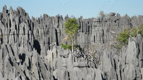 Tree Growing Within Limestone Forest Peaks, Tsingy de Bemaraha, Madagascar