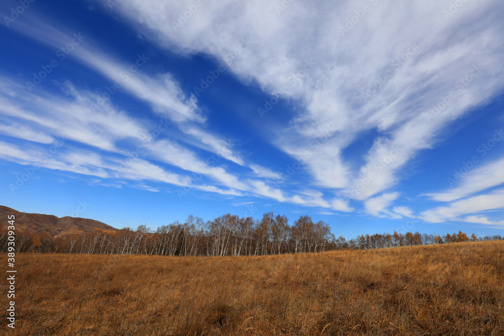 Birch forest under blue sky in huanggangliang Park of Keshiketeng World Geopark, Inner Mongolia