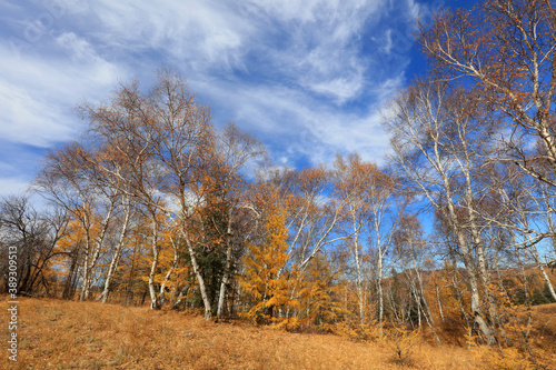 Birch forest under blue sky in huanggangliang Park of Keshiketeng World Geopark, Inner Mongolia © zhang yongxin