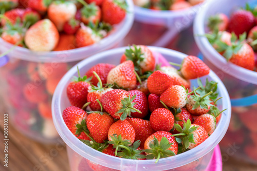 strawberry fresh natural fruit in trays from a strawberry field