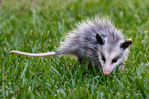 Foto Baby Possum On The Grass