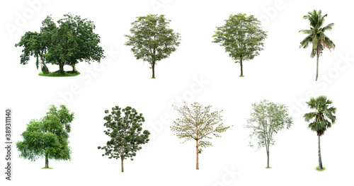 Beautiful collection of trees isolated on a white background suitable for use in architectural design. set of trees isolated © Sutthiphong