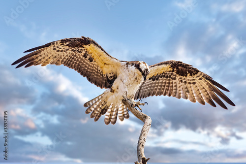 Osprey Landing photo