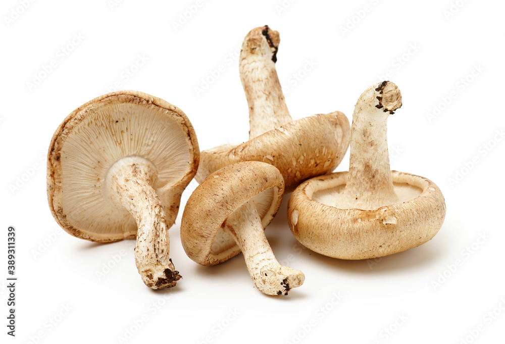 Fototapeta premium Shiitake mushroom on the White background 