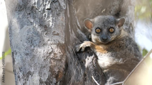 Alert Randrianasolo Sportive Lemur Listening for Danger, Tsingy, Madagascar