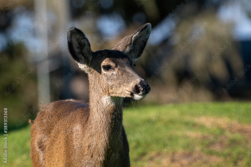 Female Mule Deer in a meadow