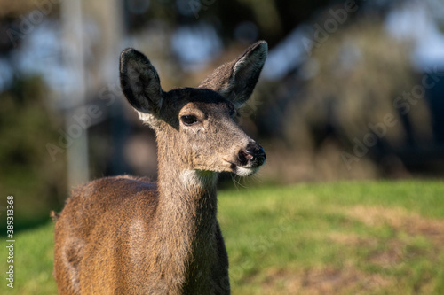 Female Mule Deer in a meadow