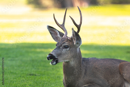 Male Mule Deer in a meadow