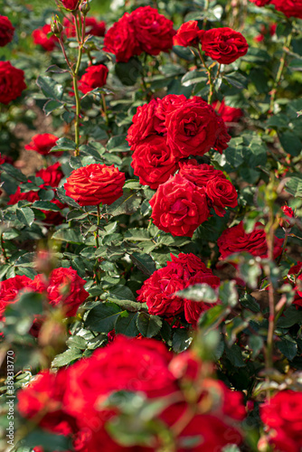 roses in the fall garden