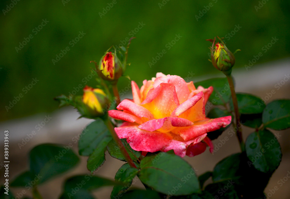 Art photo rose petals isolated on the natural blurred background. Closeup. For design, texture, background. Nature. Drops of morning dew on rose. Art photo rose petals isolated on the natural blurred background. Closeup. For design, texture, background. Nature. Drops of morning dew on rose.