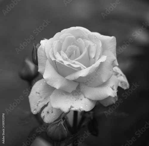 Art photo rose petals isolated on the natural background. Closeup. For design, texture, background. Nature. Monochrome photo. Drops of morning dew on rose petals.