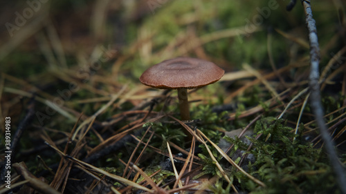 Brown mushroom in the forest in the grass, macro shoot