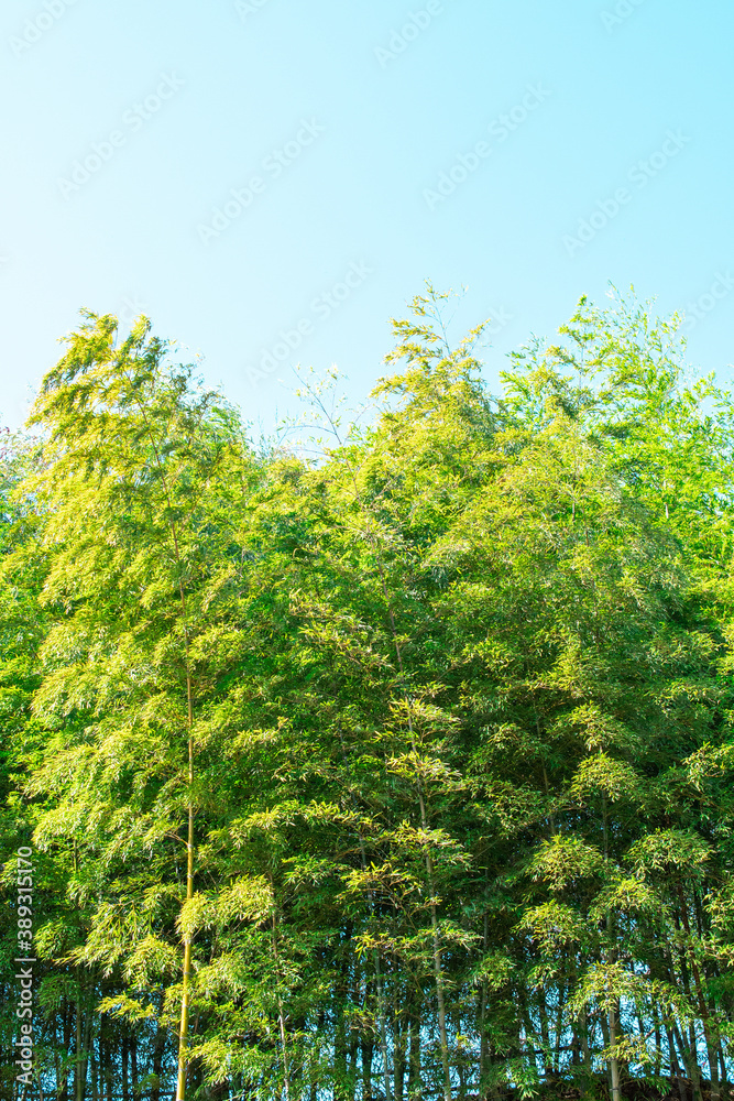 竹林 竹林