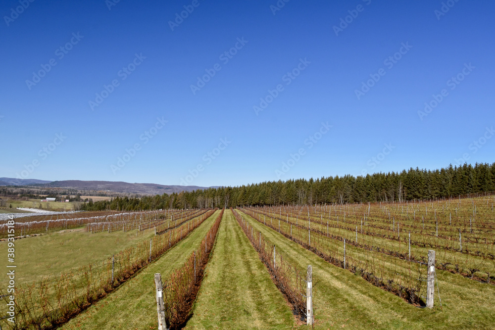 Small vineyard in Quebec, Canada
