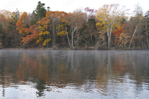秋の湖畔の森。屈斜路湖、北海道。