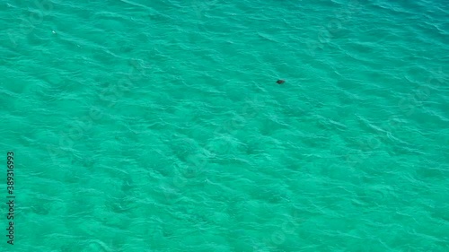 Wallpaper Mural Okinawa,Japan-October 27, 2020: A sea turtle breathing on the surface of the water in Miyakojima island, Okinawa, Japan
 Torontodigital.ca