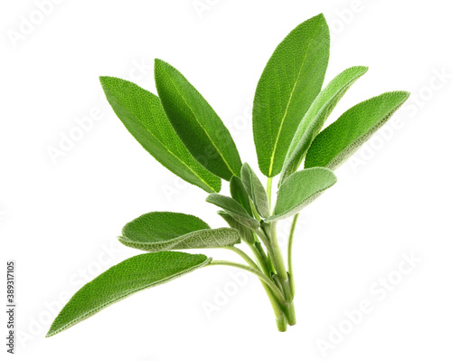 Sage Herb (Salvia Officinalis). No Shadow. Isolated on White Background.