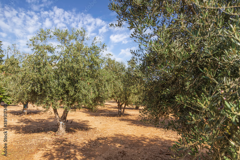 Olive tree garden with unripe fruits against the sky with clouds