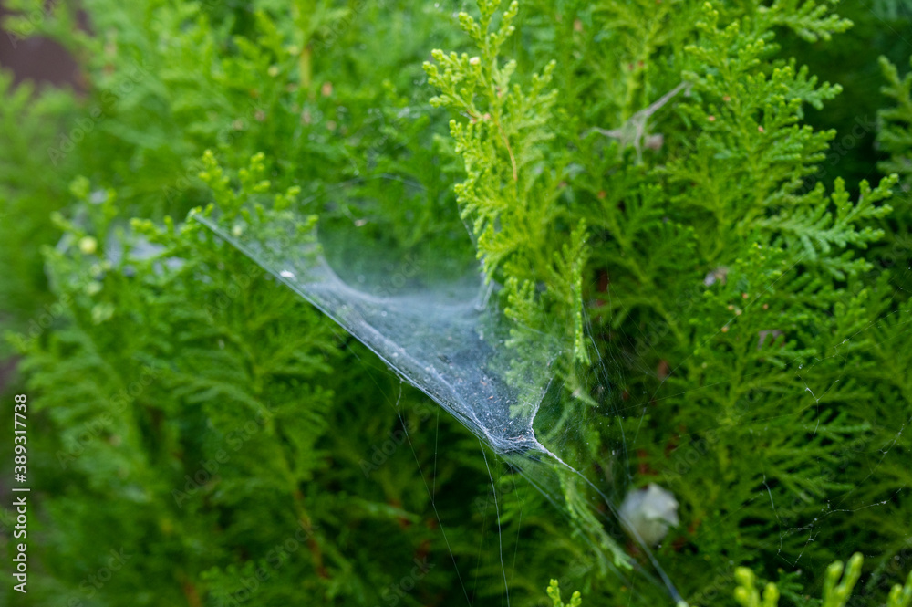 Green bush leaves with spider web and seeds Green bush leaves with spider web and seeds