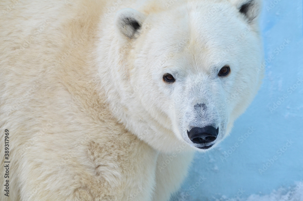 polar bear cub polar bear cub