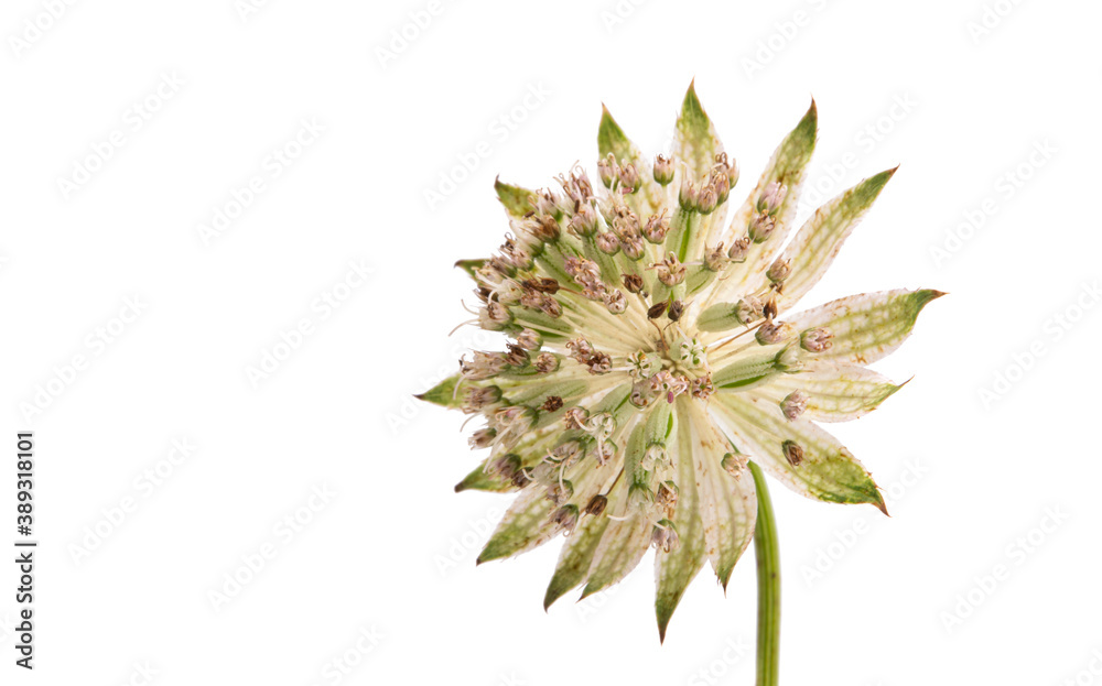 astrantia flower isolated astrantia flower isolated