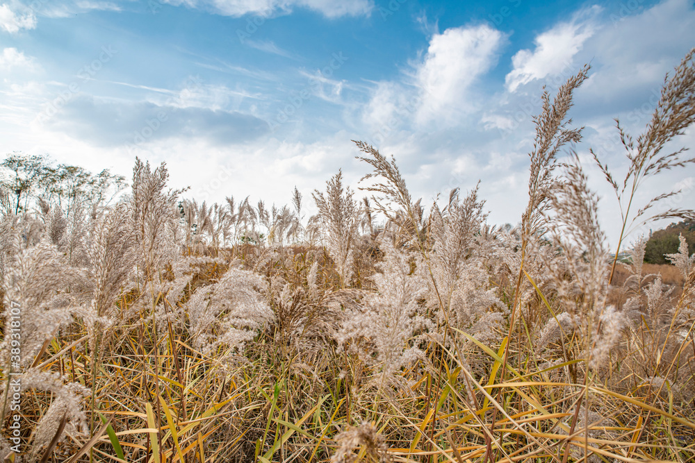 파란 하늘 밑에 갈대밭