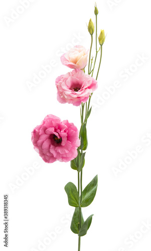 beautiful eustoma flowers isolated