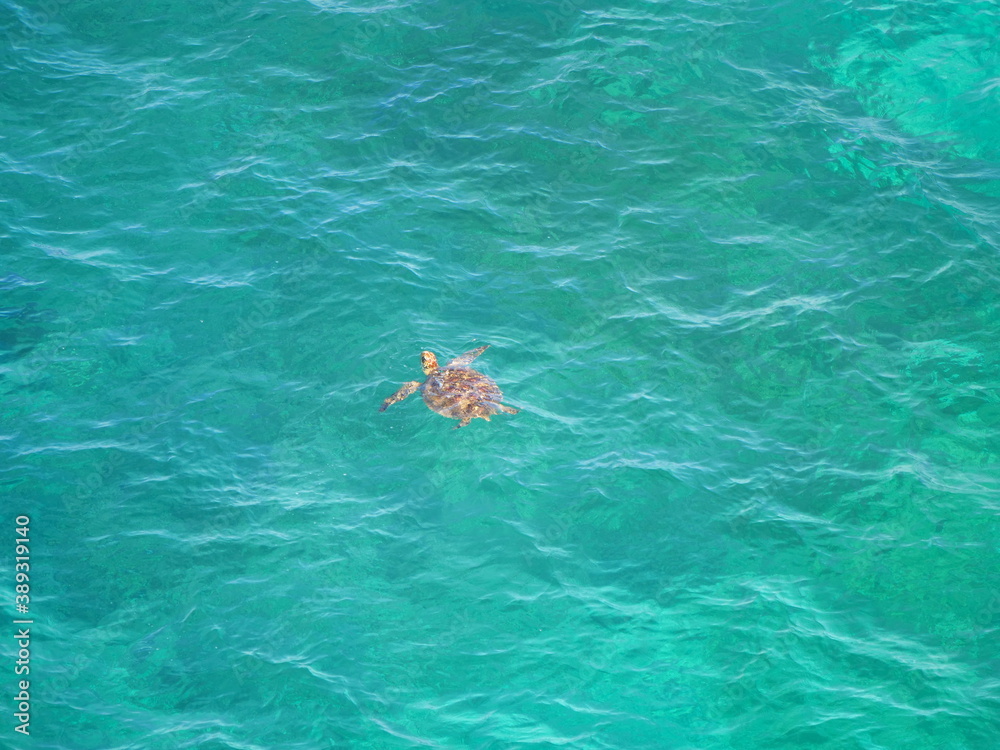 Okinawa,Japan-October 29, 2020: A sea turtle breathing on the surface of the water in Miyakojima island, Okinawa, Japan
