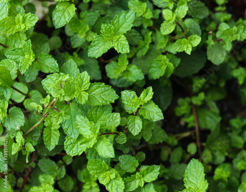 Wallpaper Mural green mint plant growing at a vegetable garden. Torontodigital.ca