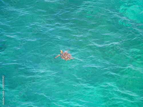 Okinawa,Japan-October 29, 2020: A sea turtle breathing on the surface of the water in Miyakojima island, Okinawa, Japan 