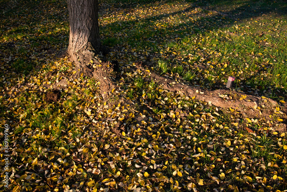 Obraz premium 落ち葉