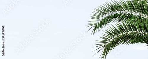 Palm leaves banner background. Tropical palm branch against the background of clear sky.