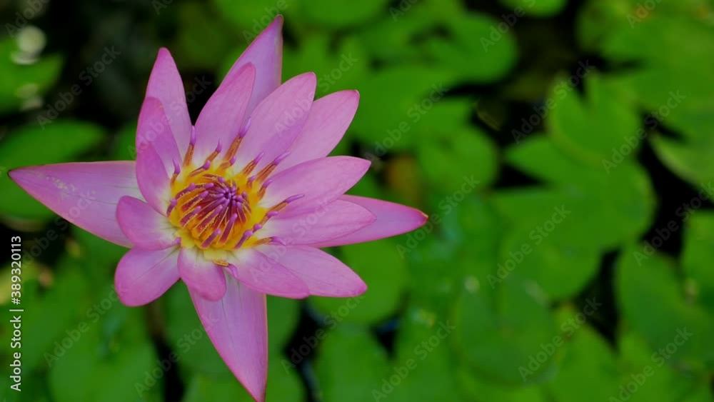 Pink water lily blooming with green leaves in pond sunlight morning ,Time Lapse Pink water lily blooming with green leaves in pond sunlight morning ,Time Lapse