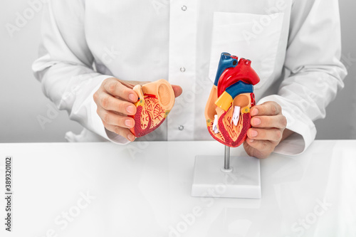 Concept of occupation cardiologist, World Heart Day. Cardiologist wearing a medical coat showing a heart anatomical model and heart physiology