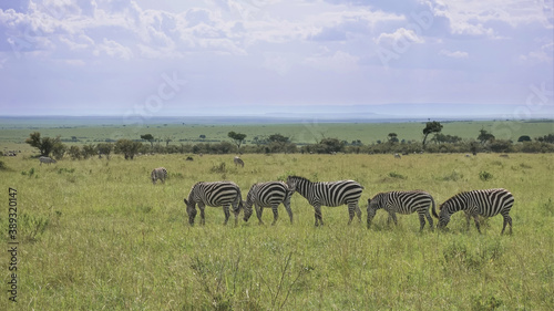 A group of striped zebras grazes on the green grass. Savannah stretches to the horizon. There are clouds in the sky. Summer. Kenya  Masai Mara park.