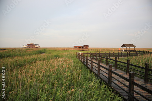Photography View of Chongming Dongtan Birds National Natural Reserve with reed and grass lan