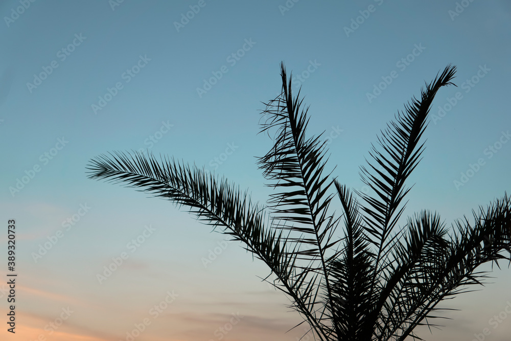 Palm leaves background. Tropical palm branch against the background of sunset and clear sky Palm leaves background. Tropical palm branch against the background of sunset and clear sky