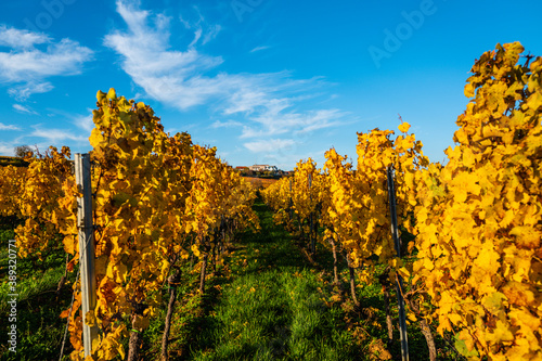 Fototapeta Naklejka Na Ścianę i Meble -  yellow vineyard in fall