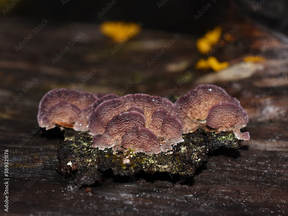 The saprophytic fungus Trichaptum abietinum growing on the bark of a conifer tree showing underside